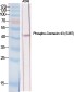 Connexin 43 (phospho Ser368) Polyclonal Antibody